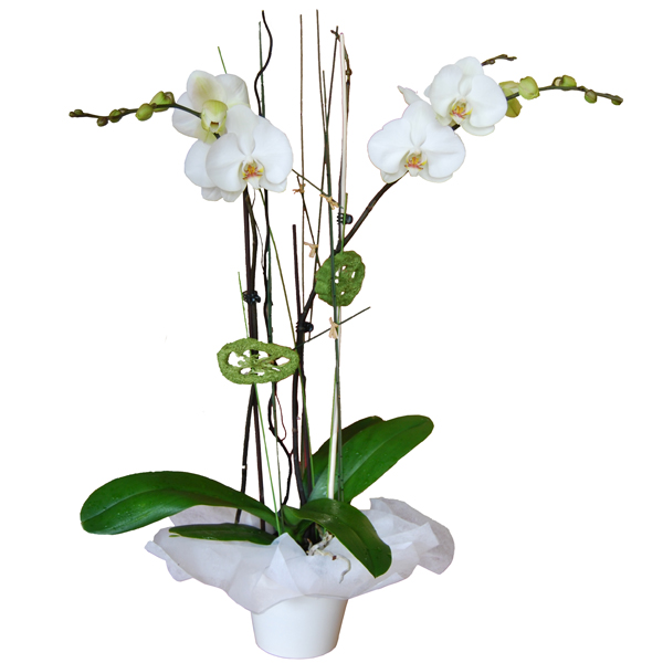 Sorteo de orquídeas