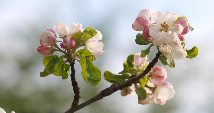 Abril: mes de la primavera y las flores