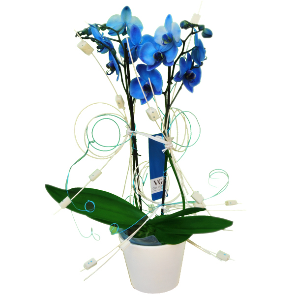 En junio sorteamos tres orquídeas azules: ¡apúntate a nuestro concurso!