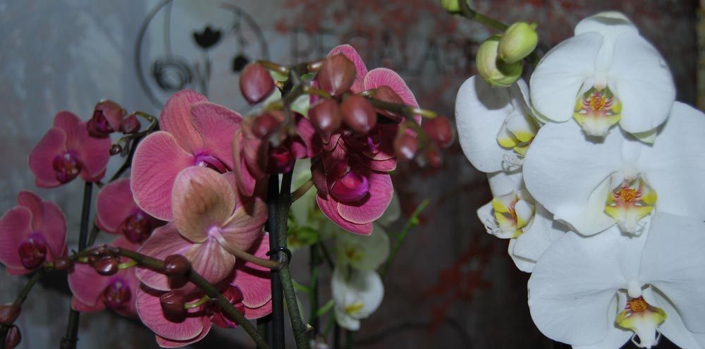 ¿Dónde nacen las orquídeas?
