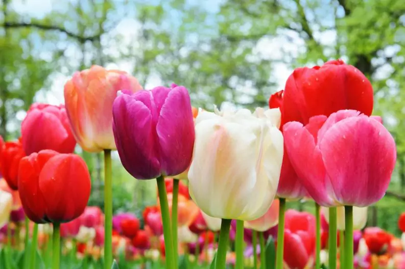 Que significa regalar tulipanes