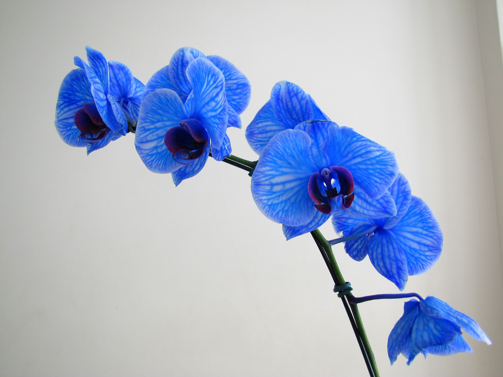 Significado de regalar una orquídea azul