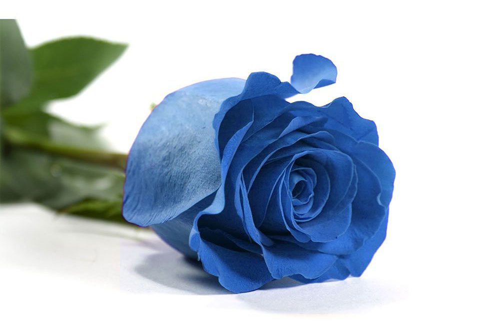 Significado de regalar una rosa azul