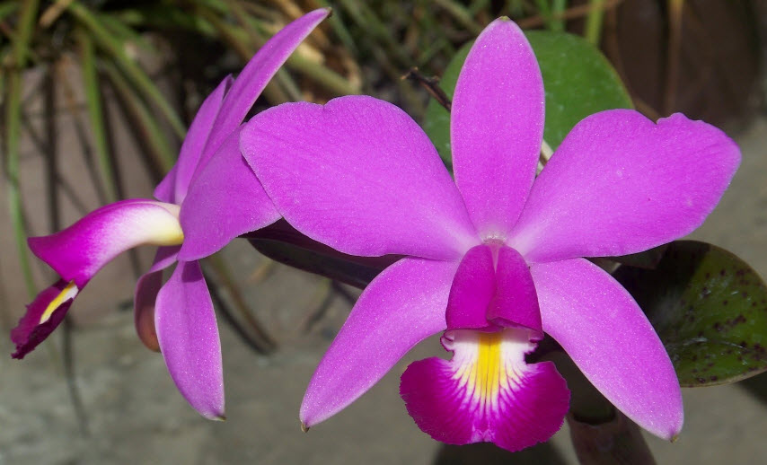 Significado de regalar una orquídea lila