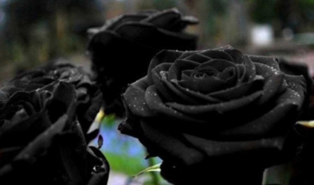 Significado de regalar una rosa negra 