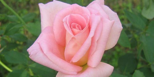 Significado de regalar una rosa rosa