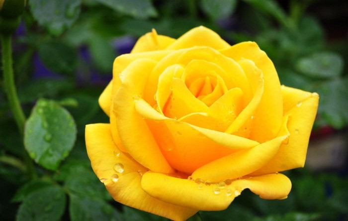 Qué significa regalar una rosa amarilla