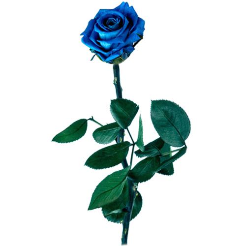 Rosa azul preservada -