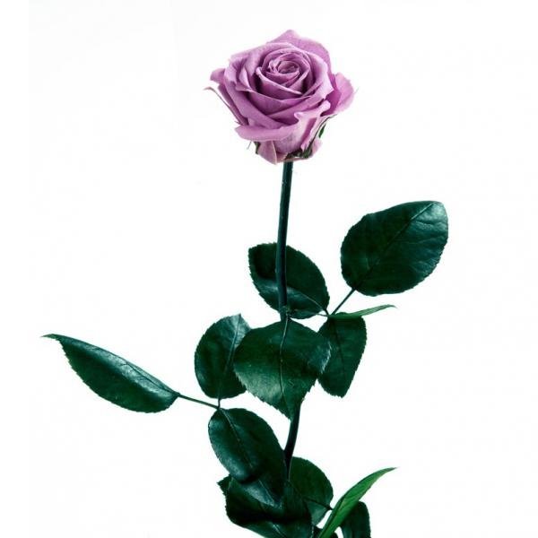 Rosa lila preservada 