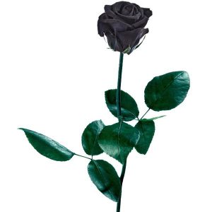 de regalar una rosa negra - Regalarflores.net